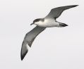 Buller's Shearwater